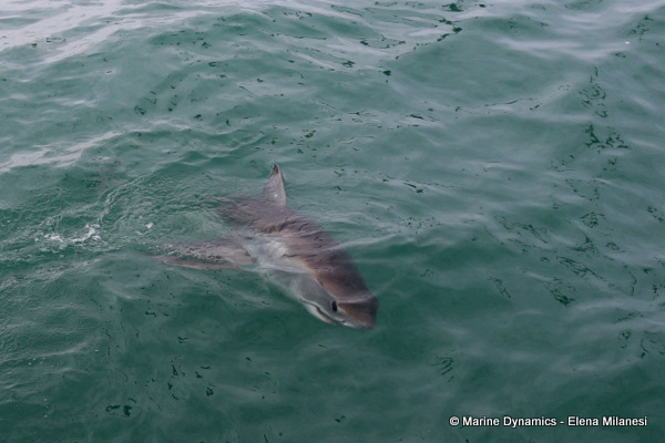 Great White Shark, South Africa 